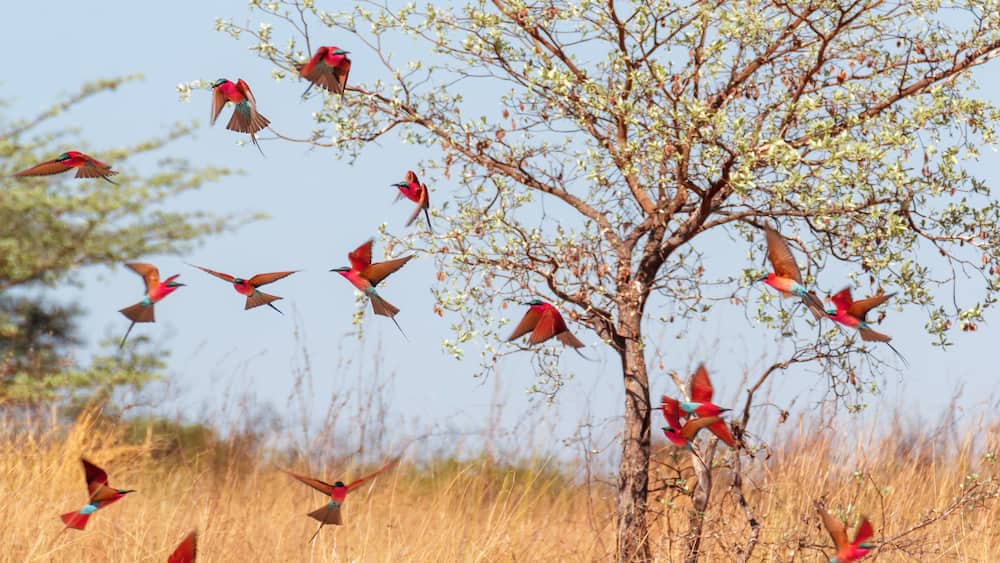 flying flock of Bird Northern Carmine Bee-eater in large nesting colony of (Merops nubicoides) on bank of the Zambezi river in Caprivi Namibia, Africa