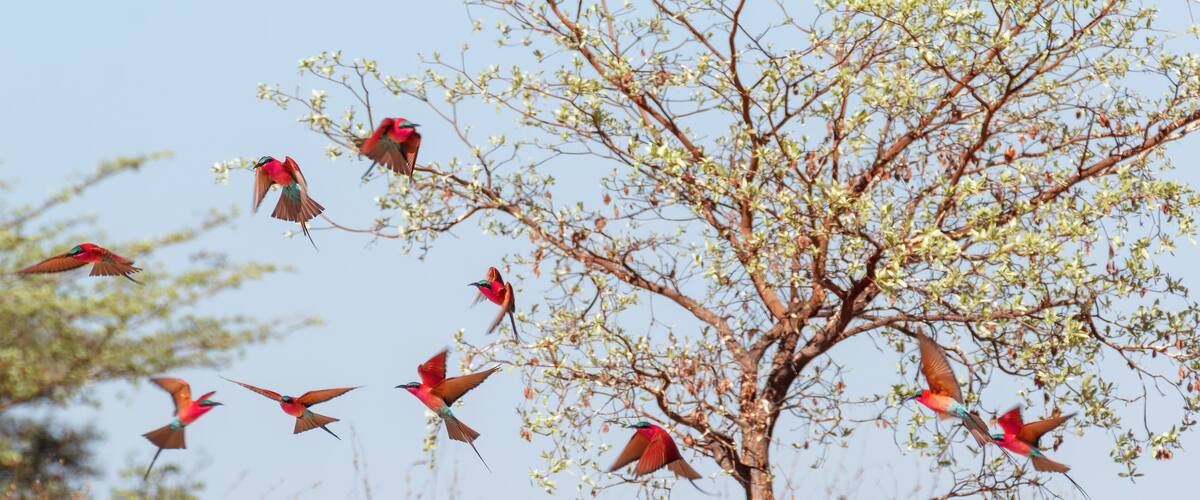 A tree with birds flying around it.