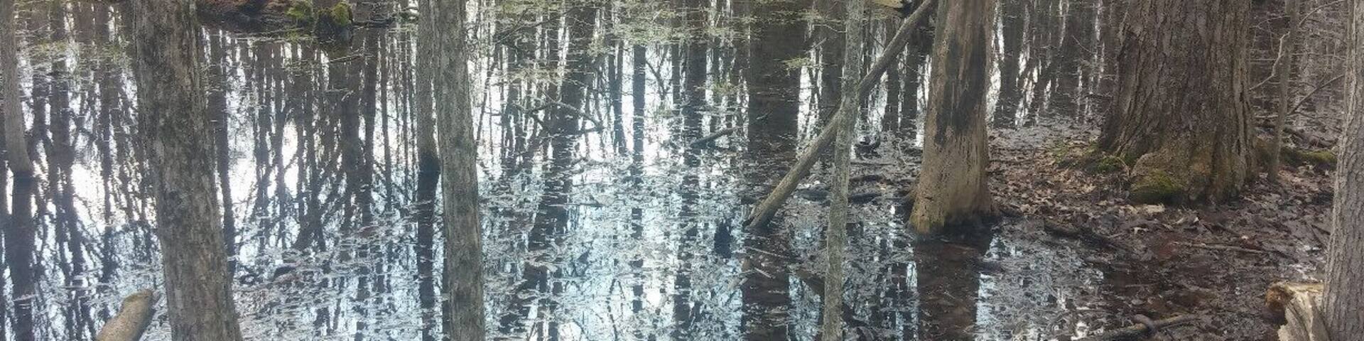 A swampy area with standing water and trees.