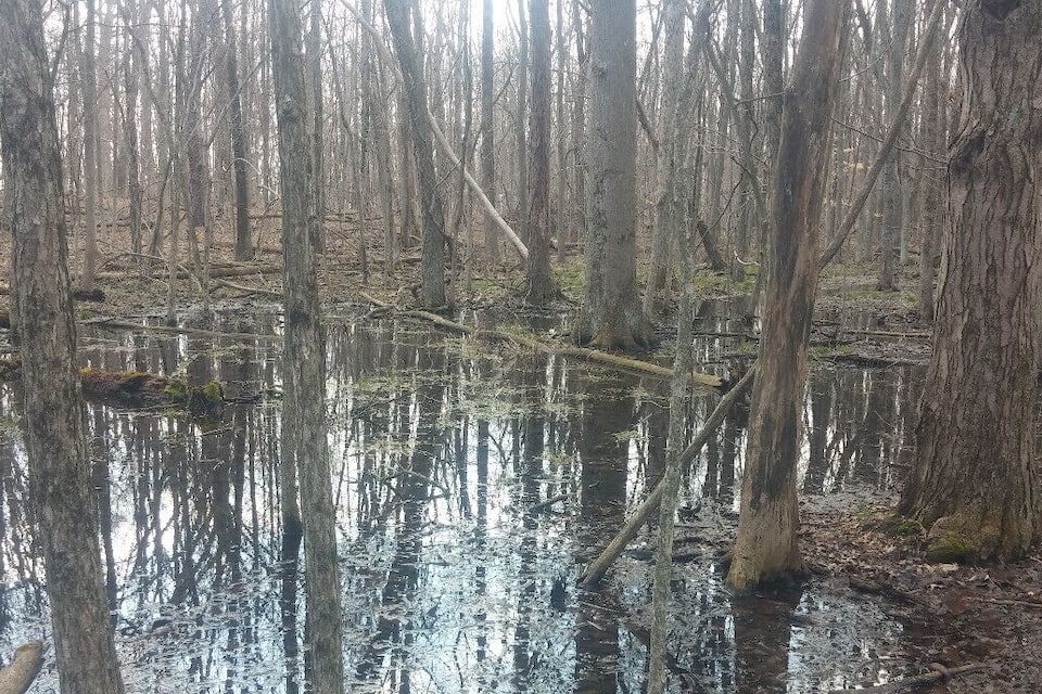 A swampy area with standing water and trees.