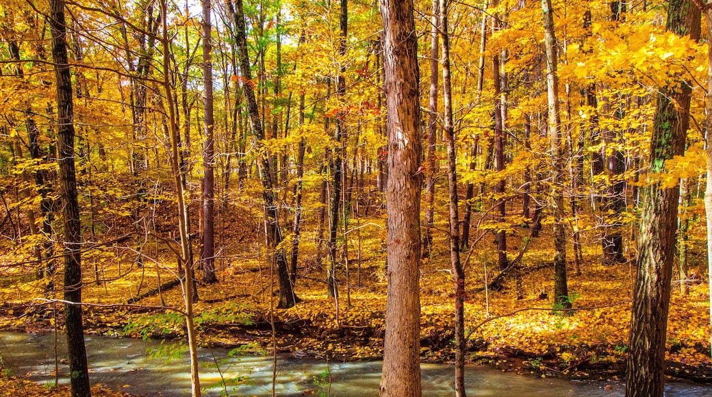 Shale Hollow Park in Autumn, Lewis Center, Ohio