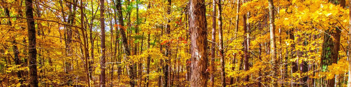 Shale Hollow Park in Autumn, Lewis Center, Ohio