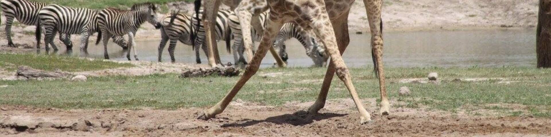 Christmas Eve with this beauty