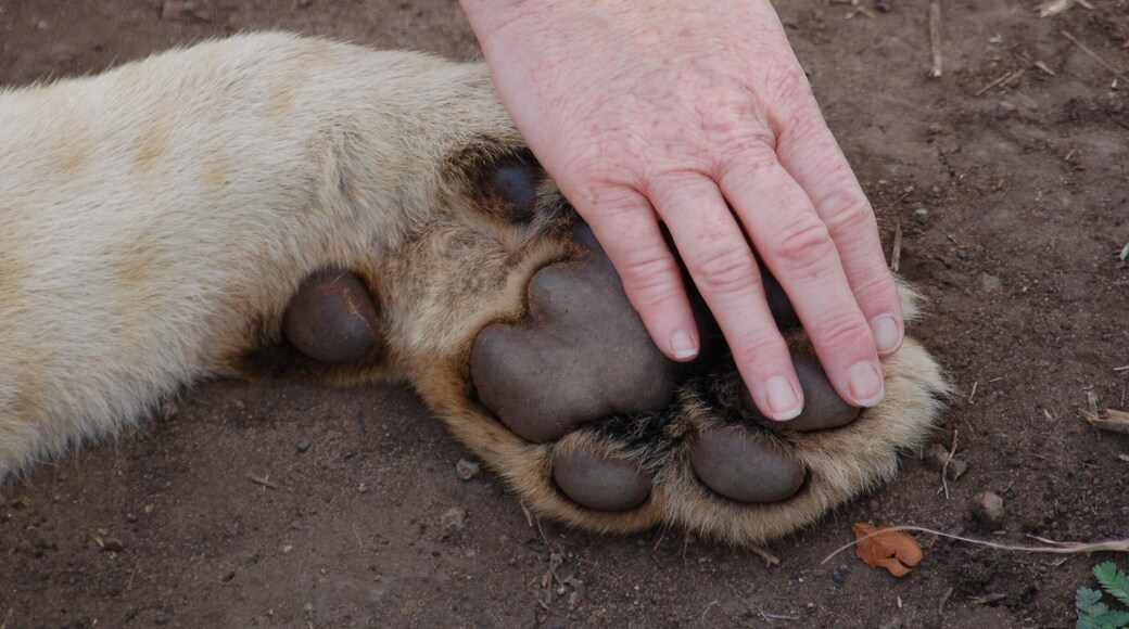 Did a touristy thing and walked with the lion cubs. We were expecting 3-4 month old lions and were a bit surprised that they were so large. This young lioness was about 9 months old and still growing. My what big paws (and teeth) you have.