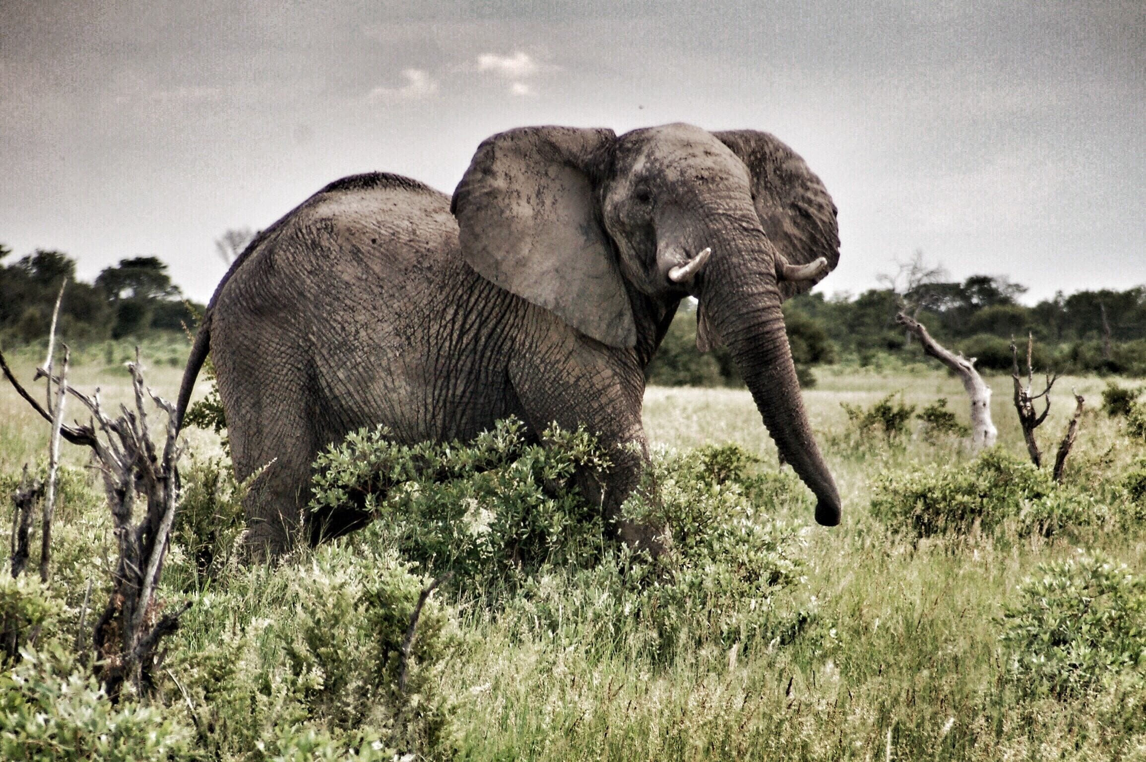 This beauty watched as we took photos on safari in Zimbabwe. 