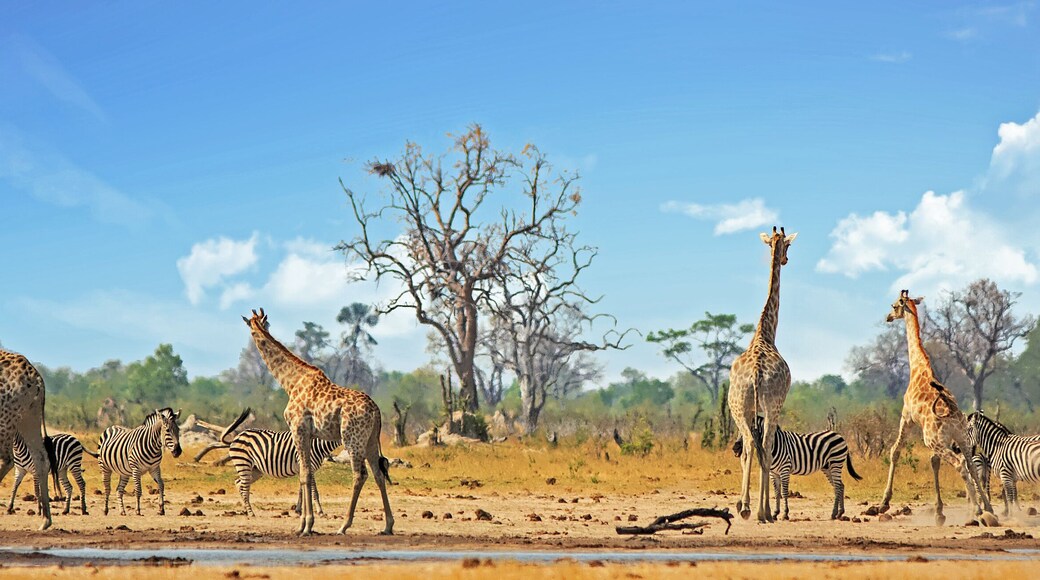 Typical African Vista with zebra and giraffe around a waterhole with a natural bushveld background. Hwange National Park, Zimbabwe. Heat Haze is visible
