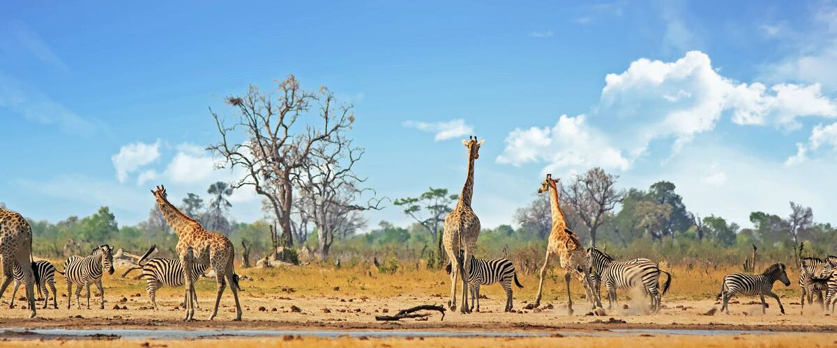 Typical African Vista with zebra and giraffe around a waterhole with a natural bushveld background. Hwange National Park, Zimbabwe. Heat Haze is visible