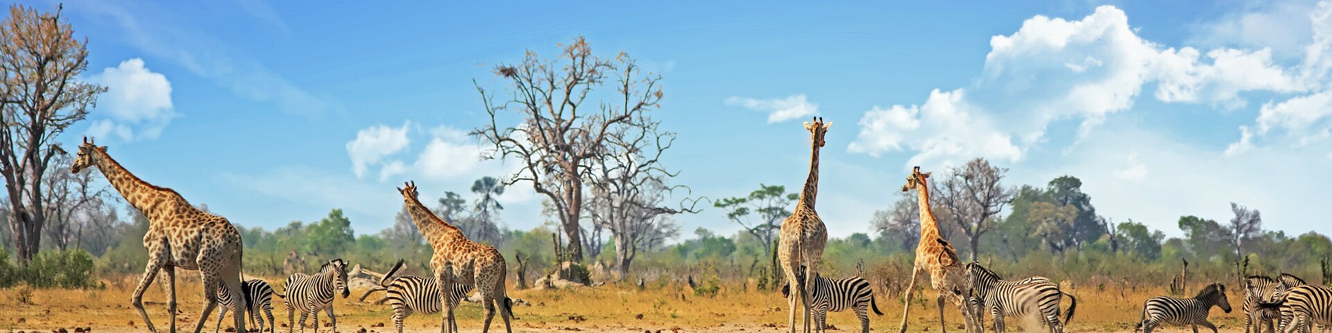 Typical African Vista with zebra and giraffe around a waterhole with a natural bushveld background. Hwange National Park, Zimbabwe. Heat Haze is visible