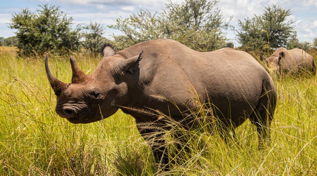 White Rhino or square-lipped rhinoceros (Ceratotherium simum) in Imire Rhino & Wildlife Conservancy, Zimbabwe