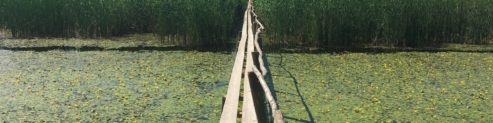 When I first saw this trail I thought of how unstable it looked. Despite this, it handled more than 20 people walking one by one. If you're passionate about water lilies or water buffalo I'd recommend to visit Katral park in Orlivka, Ukraine. #TakeAHike