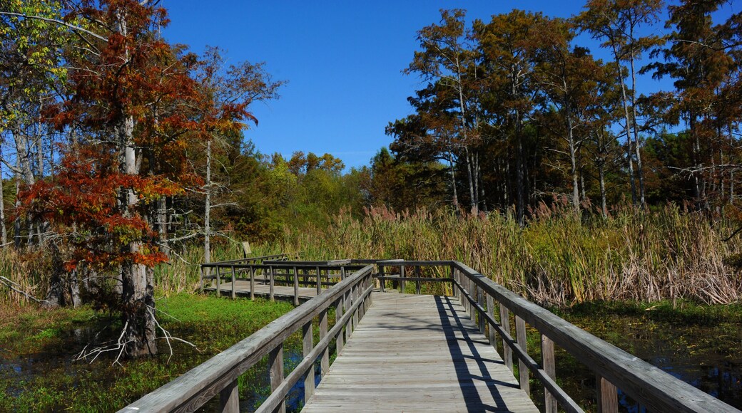 Black Bayou Lake National Wildlife Refuge Boardwalk