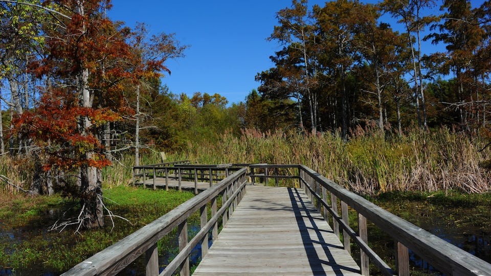 A wooden boardwalk leading through a forested area with autumn-colored trees and a clear blue sky.
