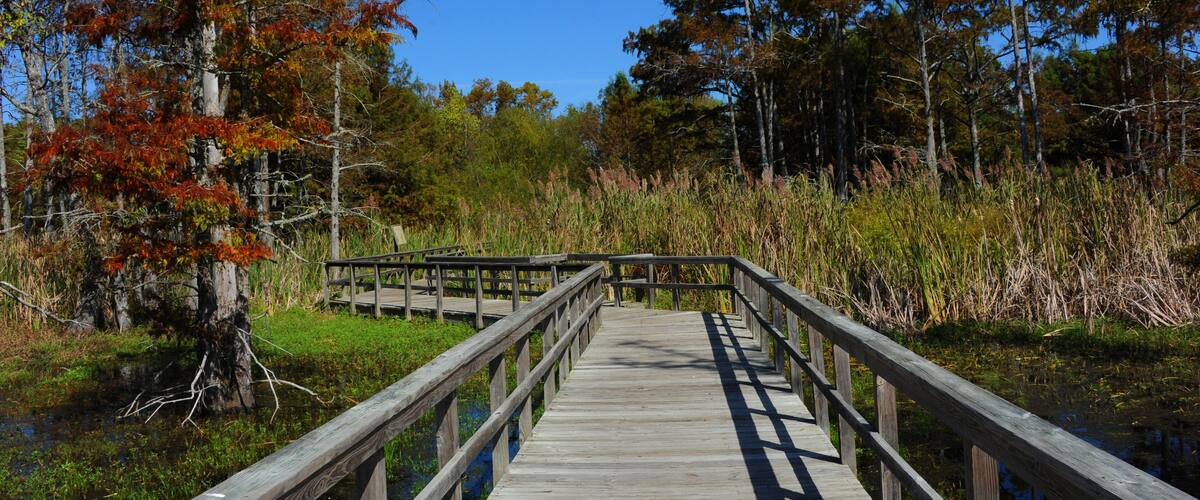 A wooden boardwalk leading through a forested area with autumn-colored trees and a clear blue sky.