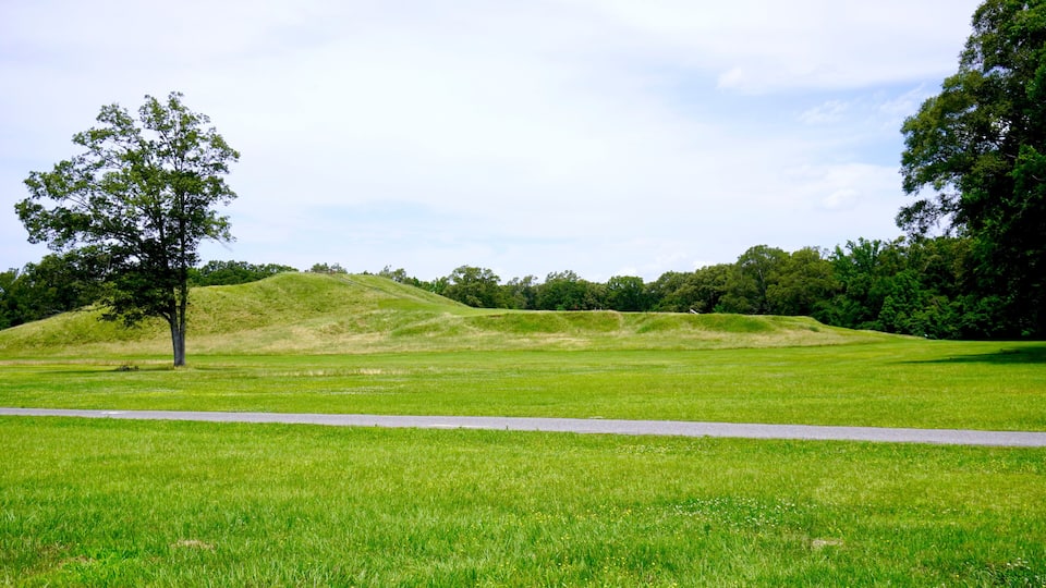 A grassy field with a tree and a path.