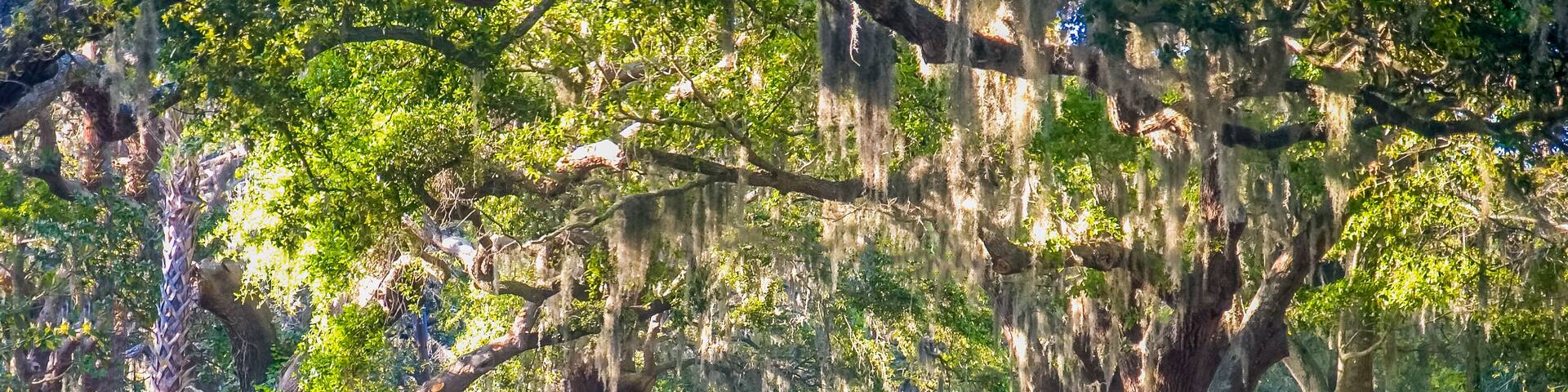 Road Through Oak Trees