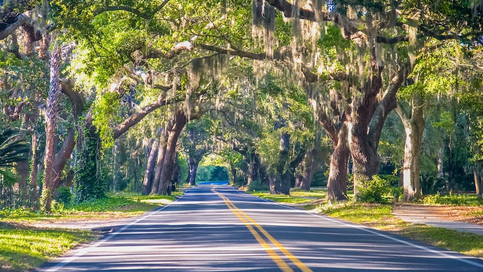 A road flanked by large trees with Spanish moss, leading into a forested area.