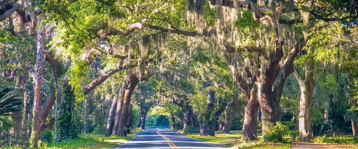 A road flanked by large trees with Spanish moss, leading into a forested area.