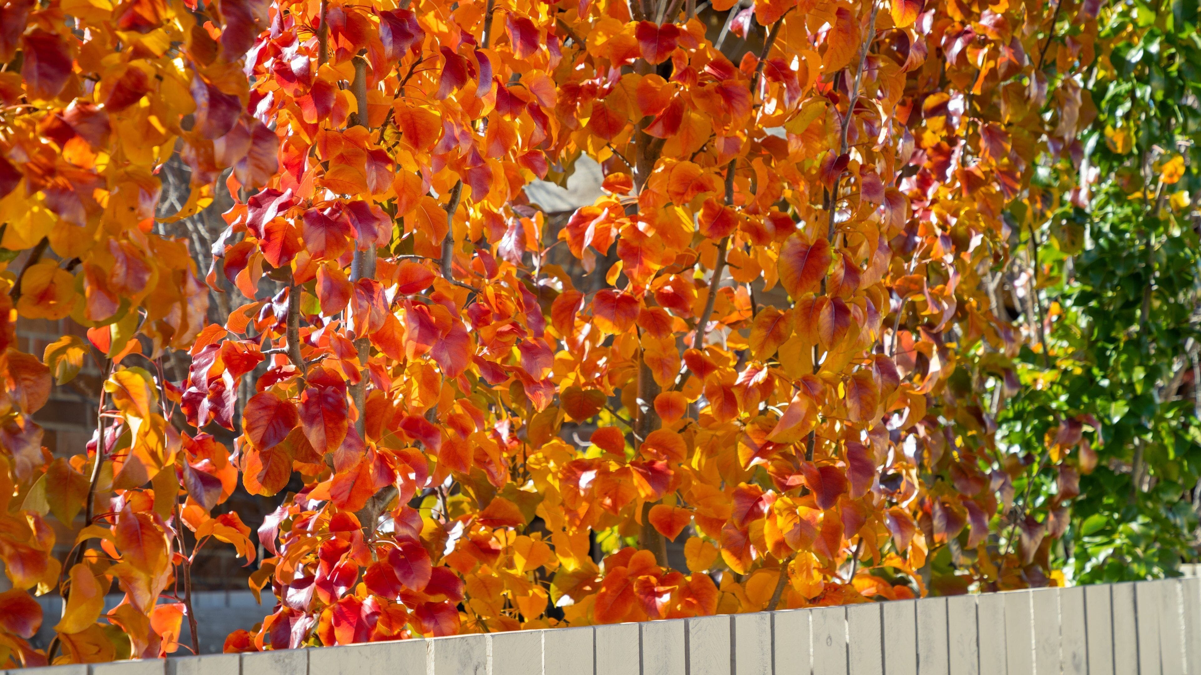 Tenterfield which includes autumn leaves