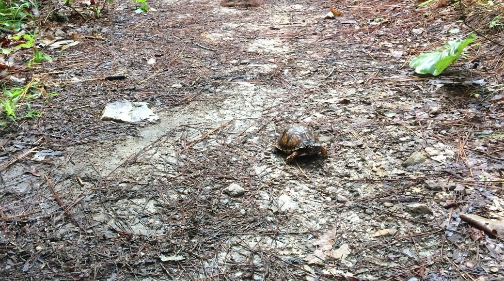 Turtle friend in the middle of the Firebreak Trail