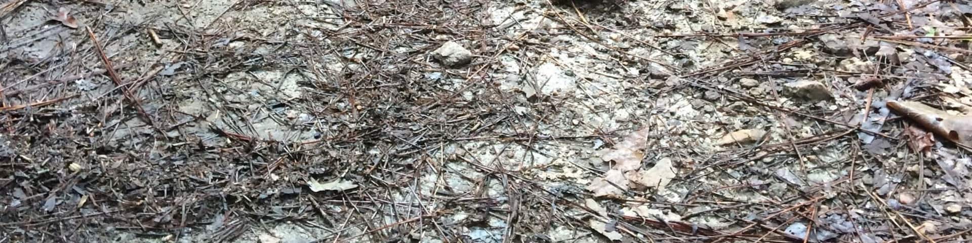 Turtle friend in the middle of the Firebreak Trail