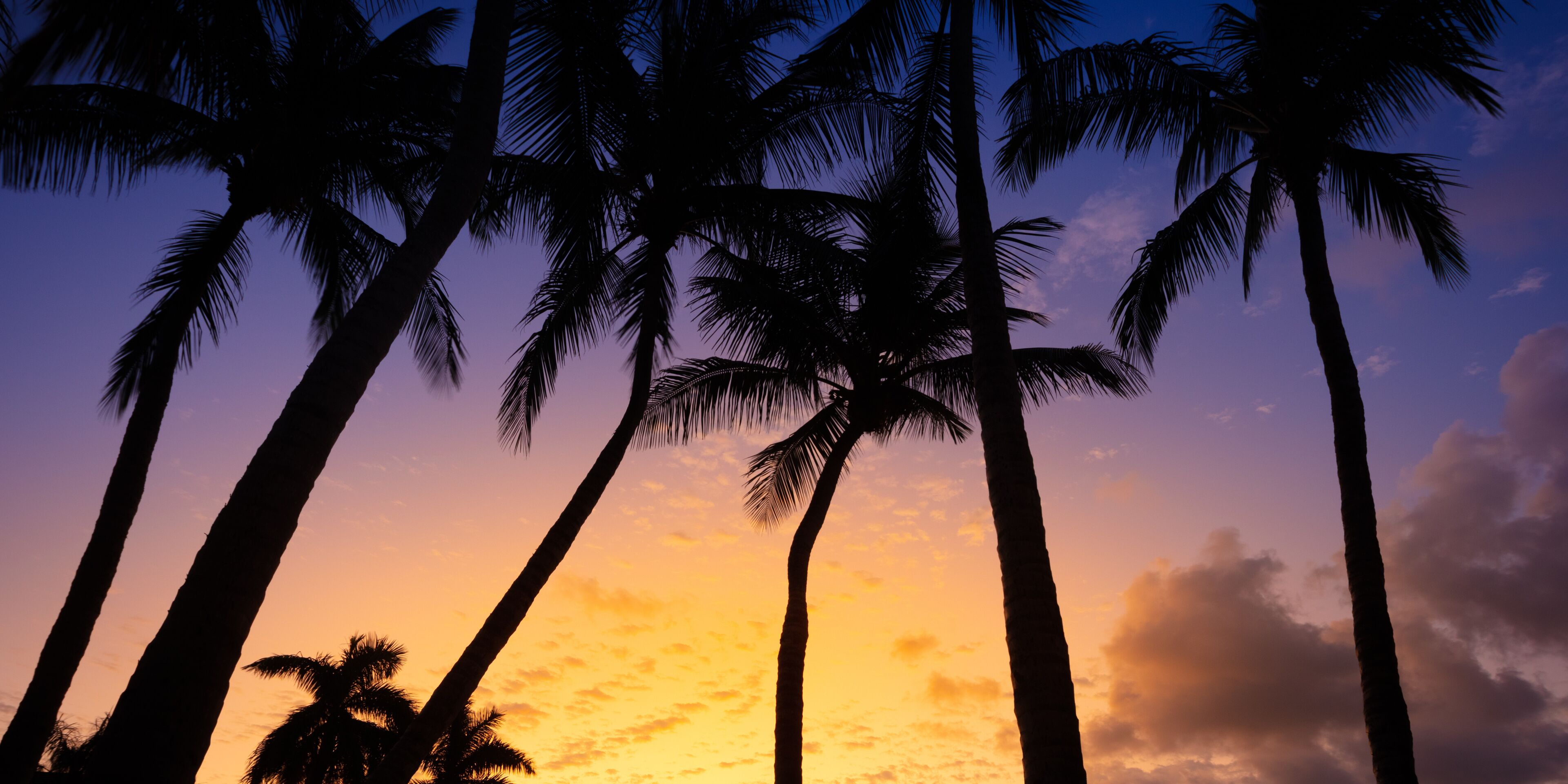 A sunset with palm trees silhouetted against a colorful sky.