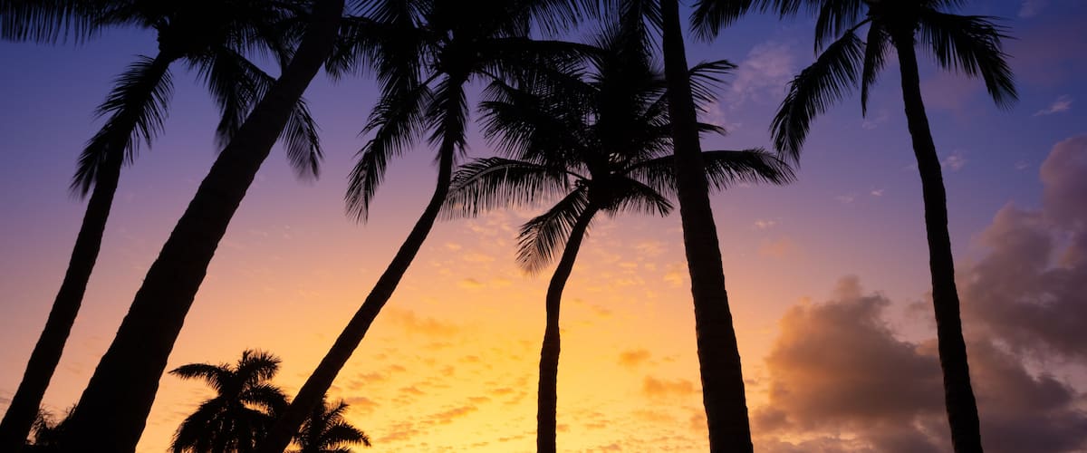 A sunset with palm trees silhouetted against a colorful sky.