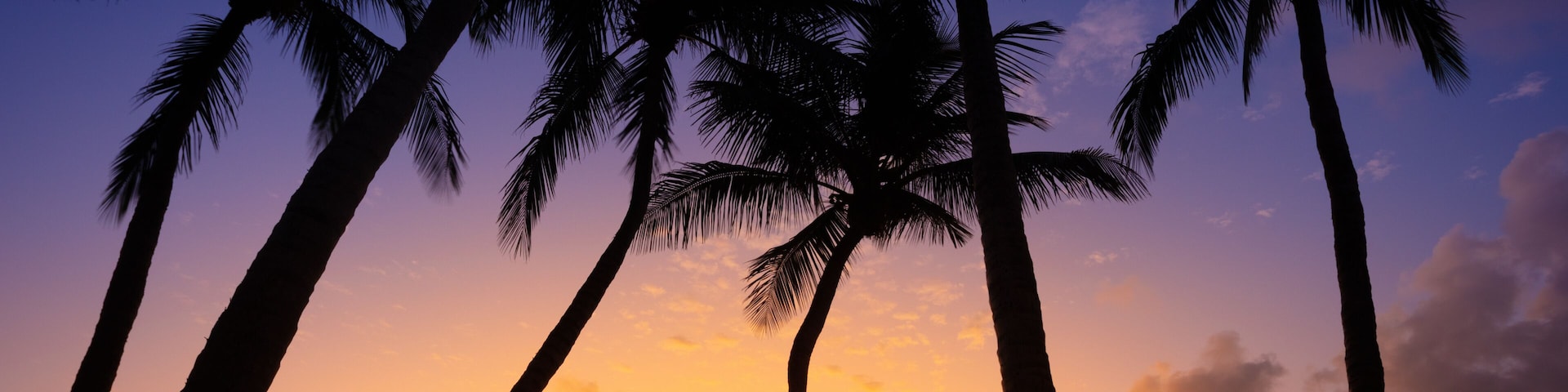 A sunset with palm trees silhouetted against a colorful sky.