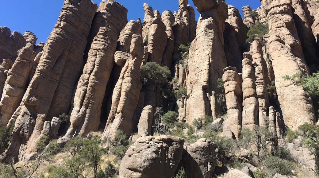 The Organ Pipe formation. Really glad we visited this National Monument. It was definitely worth the drive from Tucson