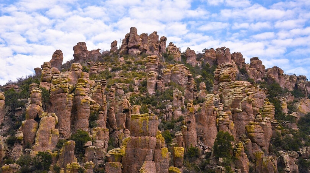 Willcox