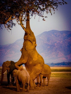 Boswell, the elephant that has adapted to find food by standing up when there is a shortage in the dry season. #adventure #zimbabweoriginal  #eatorbeeaten