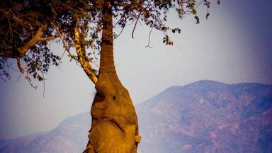 Boswell, the elephant that has adapted to find food by standing up when there is a shortage in the dry season. #adventure #zimbabweoriginal #eatorbeeaten