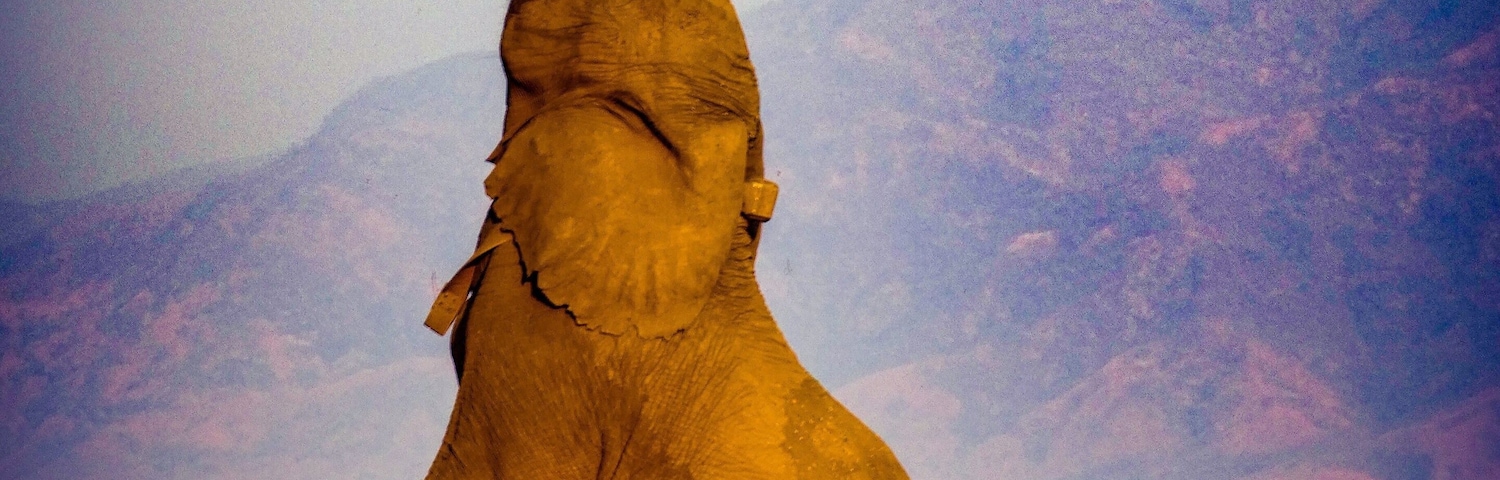 Boswell, the elephant that has adapted to find food by standing up when there is a shortage in the dry season. #adventure #zimbabweoriginal  #eatorbeeaten