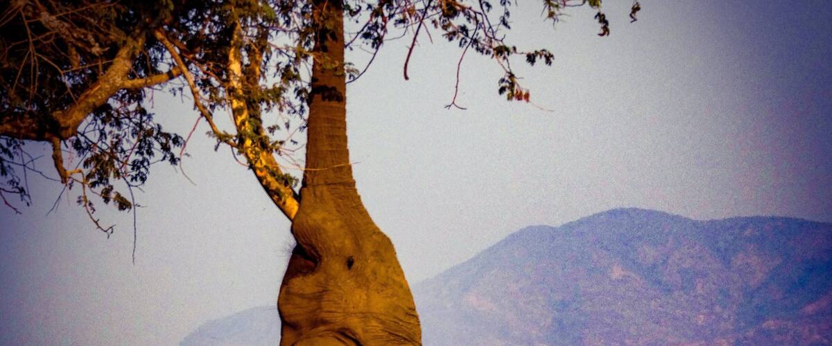 A group of elephants under a tree with mountains in the background.
