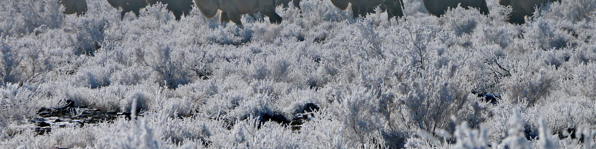 A rare occurrence of nature. Frost formed on the shrub ... in the semi-desert.
Редкое явление природы. На кустарнике образовался иней...в полупустыне.