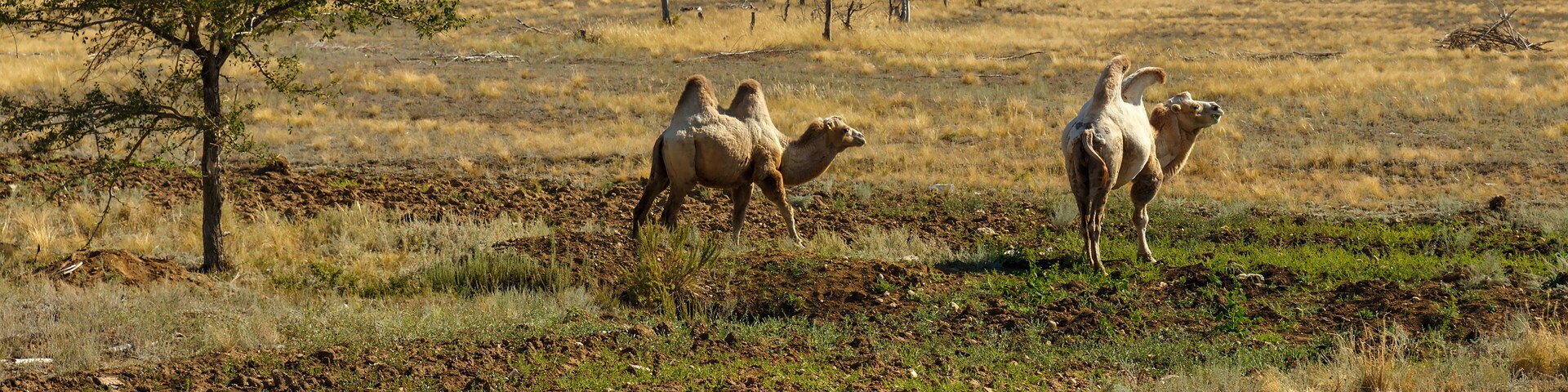 Bactrian camels, two camels go along the steppe, Kazakhstan, Aktobe Province