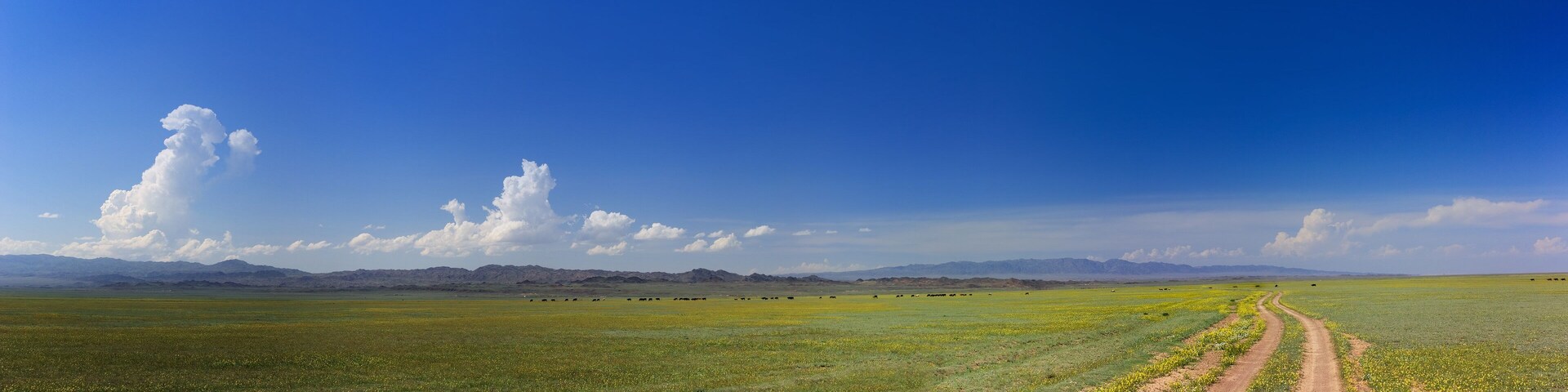 Panorama of the blooming steppe. The road, the mountains on the horizon, the clouds.