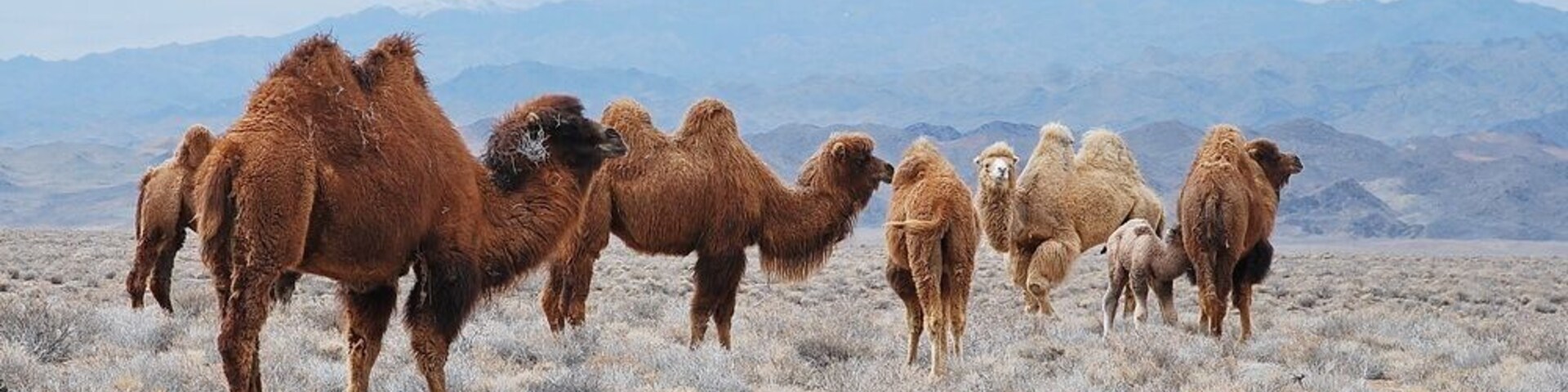 Charyn Nature Park - is located in 220 km from Almaty.To visit the park you need 2 days. Overnight in a tent or in a guest house. Refer to the organization of the tour for me tourskz@gmail.com
See tour to this place here.
http://www.track.kz/tours/e_kanyon/e_kanyon%20route.htm