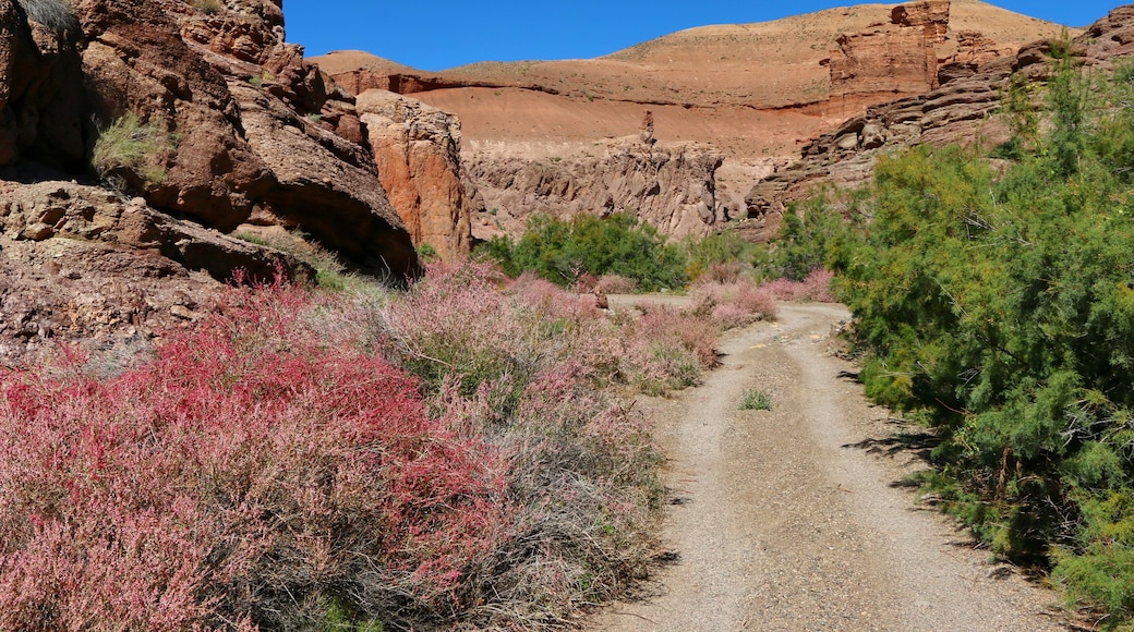 In the autumn, small flowers begin to bloom in some canyons of the Charyn Park. Then two more colors and a honey aroma are added to the multi-colored minerals of the canyon.
Have a great trip!
Almaty region. Kazakhstan.
Guide Experts Team
Our team organizes tours and travels in the Almaty region since 2006.
Welcome to the right tours.
Our contact tourskz@gmail.com
website track.kz