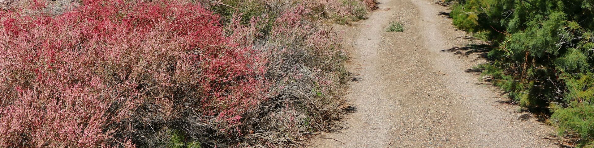 In the autumn, small flowers begin to bloom in some canyons of the Charyn Park. Then two more colors and a honey aroma are added to the multi-colored minerals of the canyon.
Have a great trip!
Almaty region. Kazakhstan.
Guide Experts Team
Our team organizes tours and travels in the Almaty region since 2006.
Welcome to the right tours.
Our contact tourskz@gmail.com
website track.kz