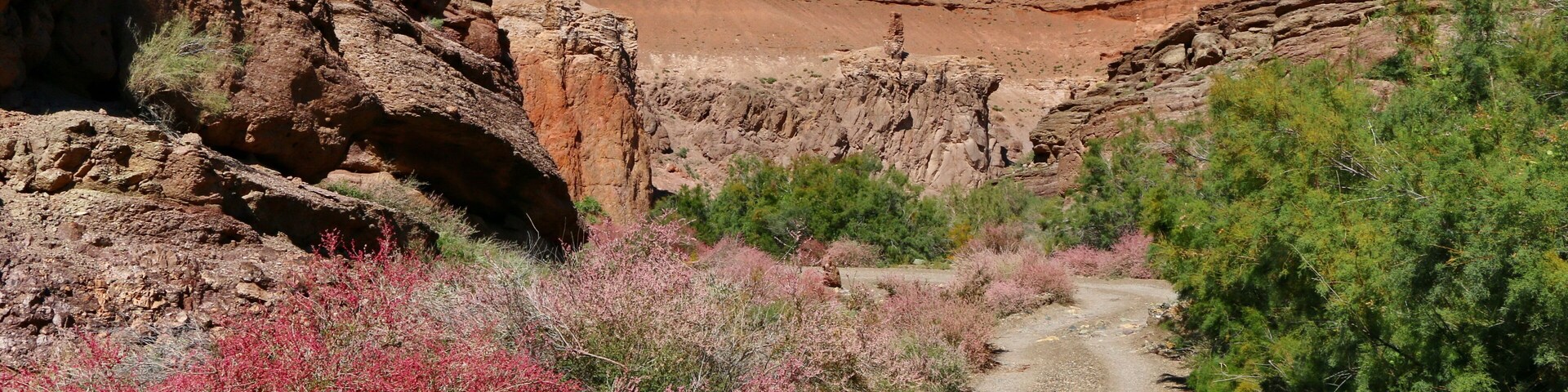 In the autumn, small flowers begin to bloom in some canyons of the Charyn Park. Then two more colors and a honey aroma are added to the multi-colored minerals of the canyon.
Have a great trip!
Almaty region. Kazakhstan.
Guide Experts Team
Our team organizes tours and travels in the Almaty region since 2006.
Welcome to the right tours.
Our contact tourskz@gmail.com
website track.kz