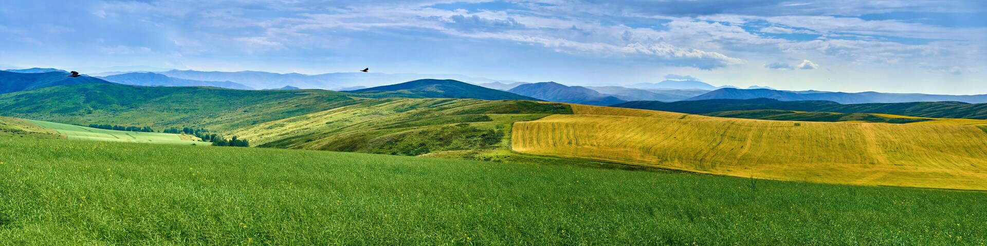Beautiful panoramic aerial summer view at field of ripe sunflowers before the storm on the Bukhtarma mountains in the valley of the river Irtysh, eastern Kazakhstan