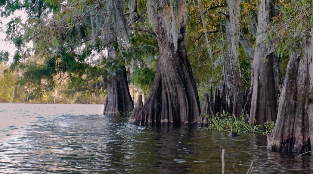 Louisiana Swamp Bay Cypress Tree and moss and cypress knees during the golden hour low angle