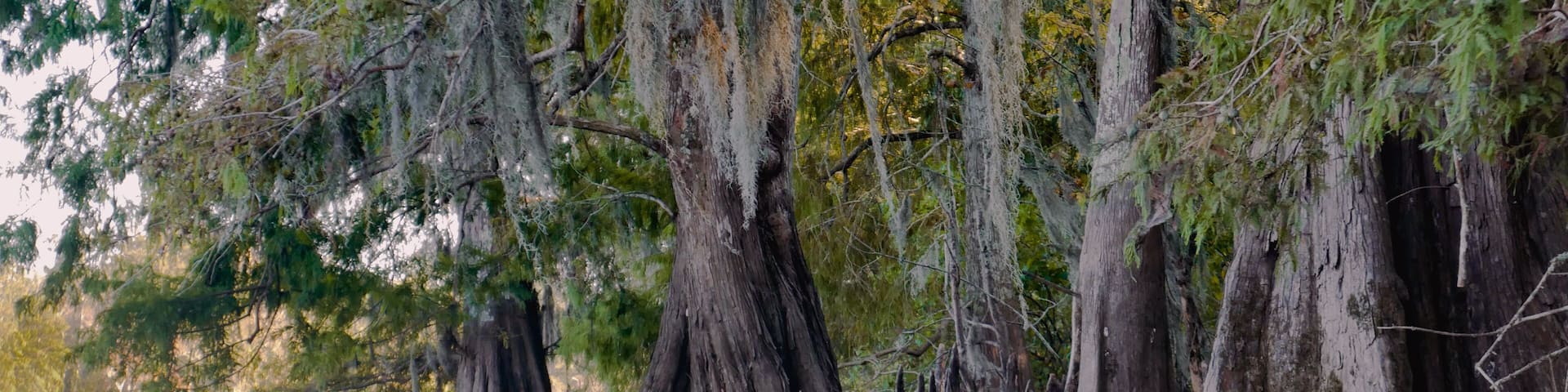 Louisiana Swamp Bay Cypress Tree and moss and cypress knees during the golden hour low angle