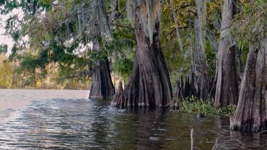 Louisiana Swamp Bay Cypress Tree and moss and cypress knees during the golden hour low angle