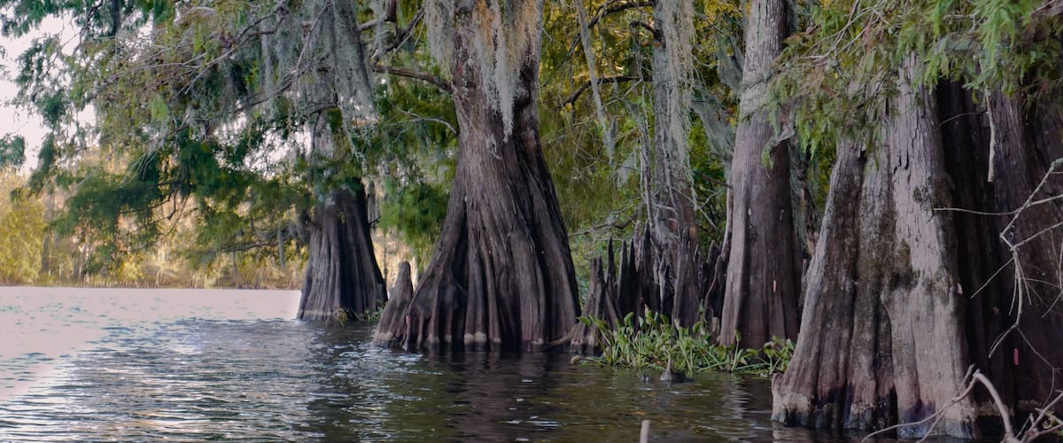 A swamp with tall cypress trees and water.
