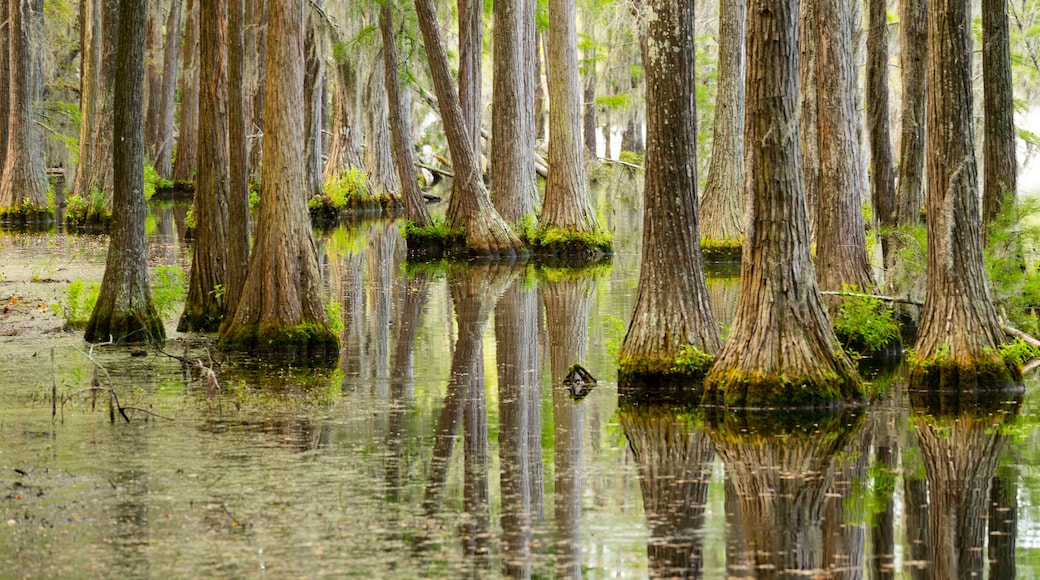 Smooth Water Reflects Cypress Trees in Swamp Marsh Lake