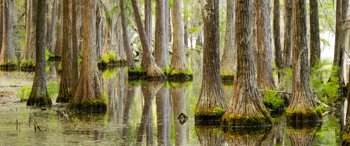 Smooth Water Reflects Cypress Trees in Swamp Marsh Lake