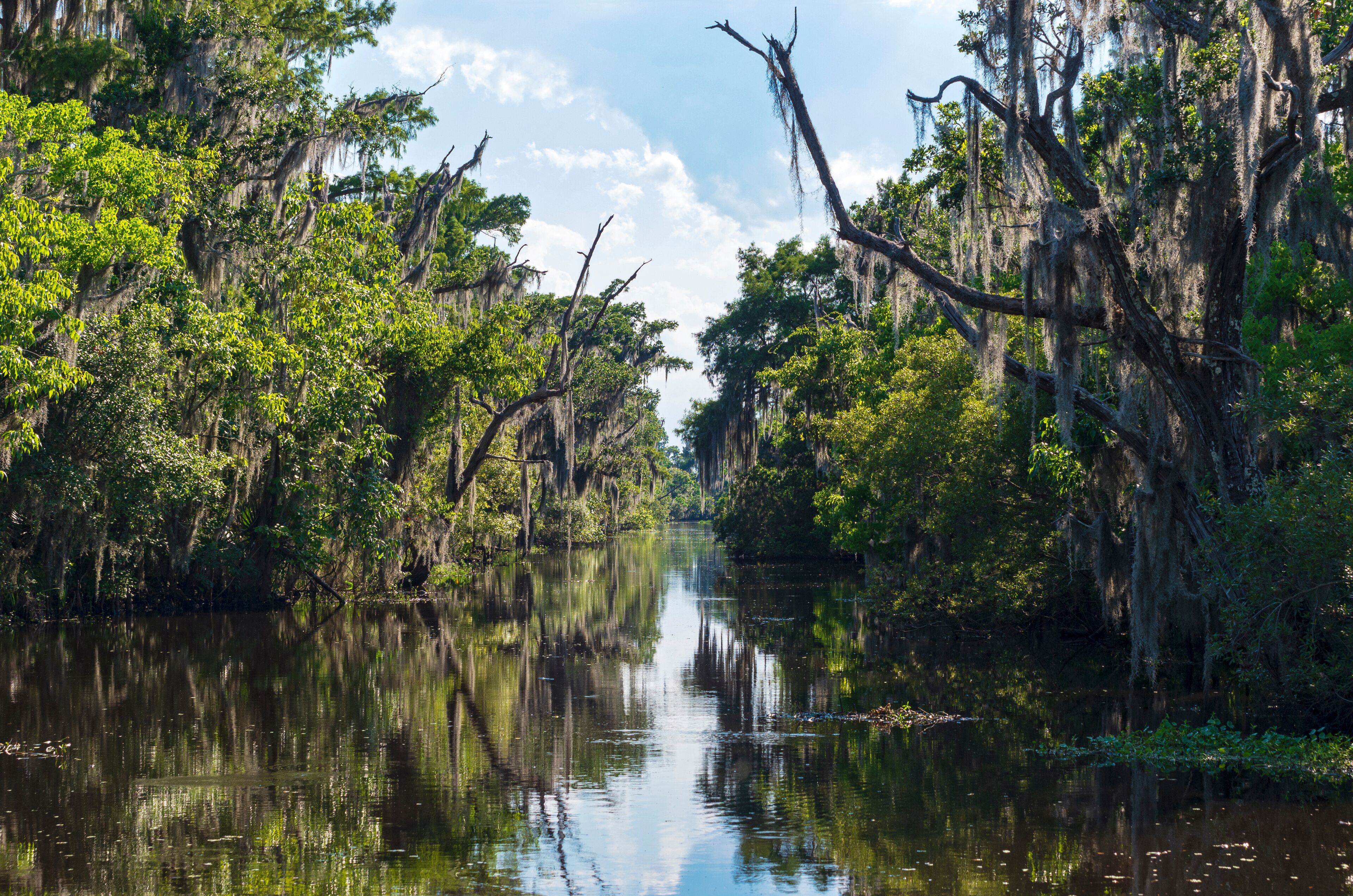 Landscape of jean lafitte national park in louisiana