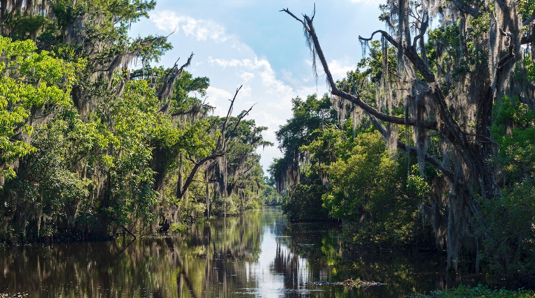 Landscape of jean lafitte national park in louisiana