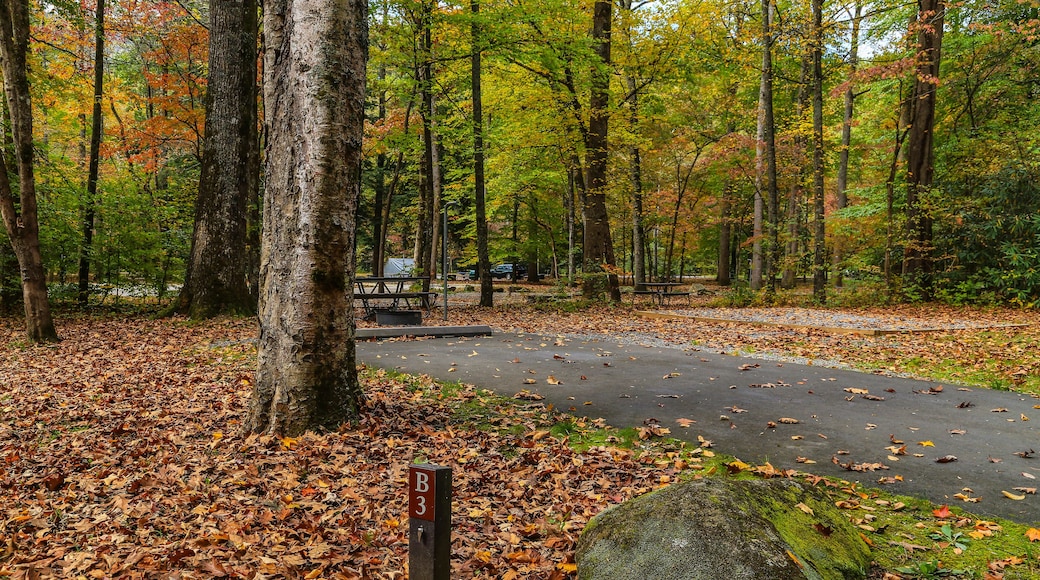 Smokemont Campground in Great Smoky Mountains National Park in North Carolina, United States